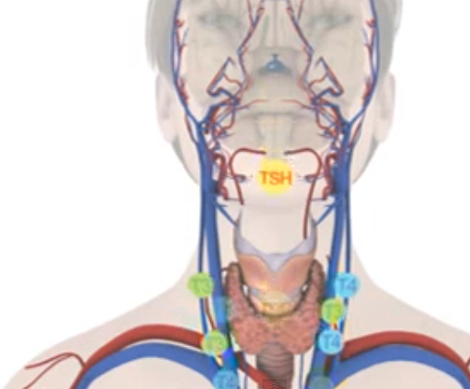 Underactive Thyroid Disease And Weight Loss